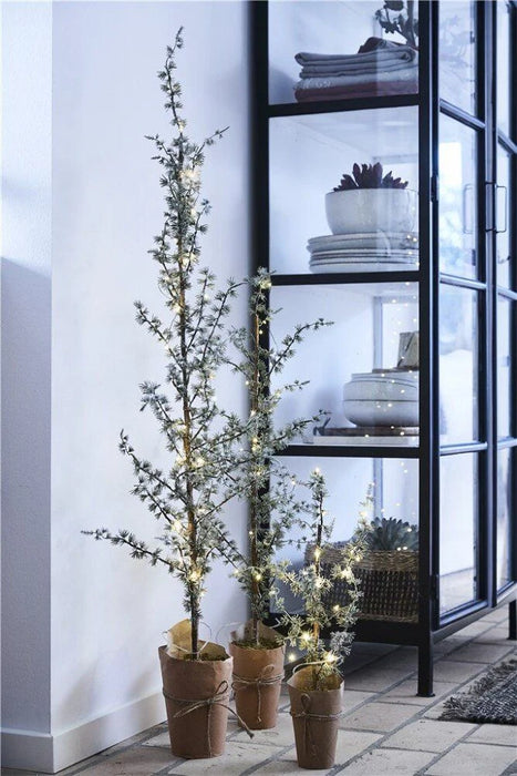 Pinea grantræ H60 cm