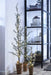 Pinea grantræ H60 cm