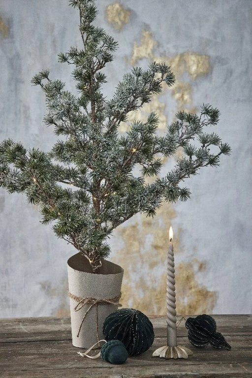 Pinea grantræ H68 cm