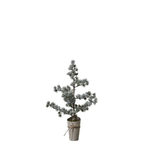 Pinea grantræ H68 cm
