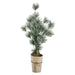Pinea grantræ H76 cm