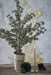 Pinea grantræ med LED-lys H44 cm